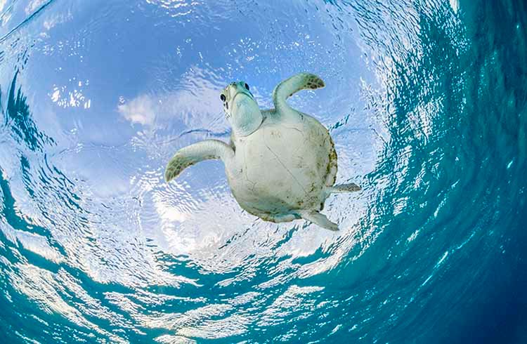 Saving Sea Turtles is Saving the Oceans